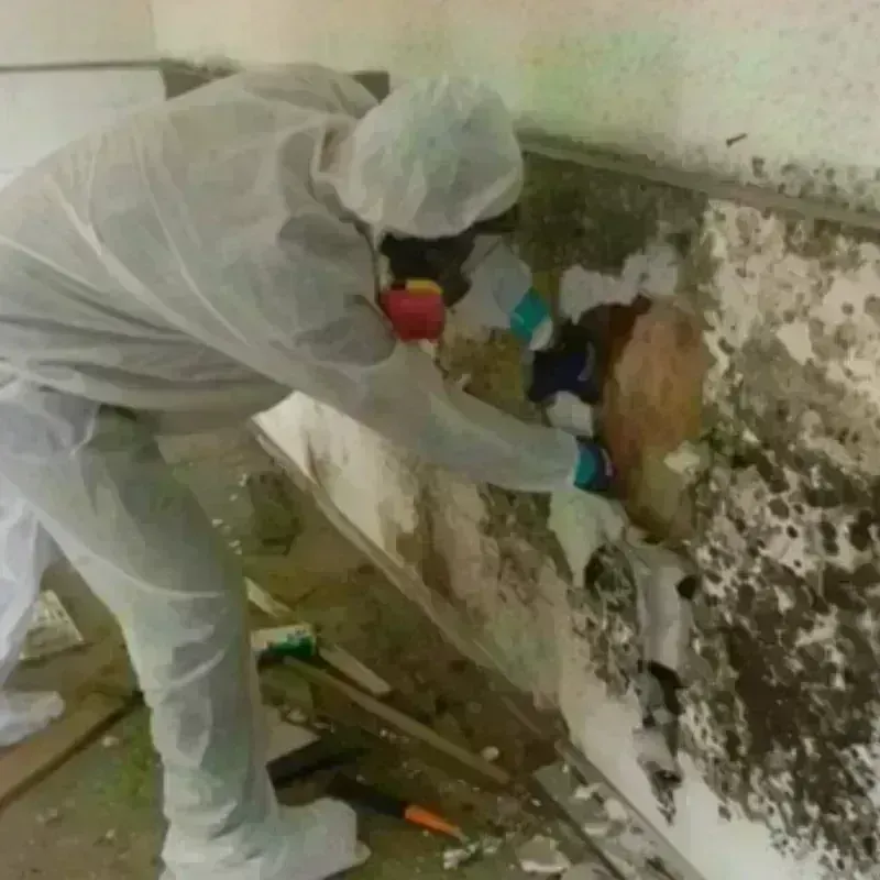 Mold Remediation and Removal in Hillsborough County, FL